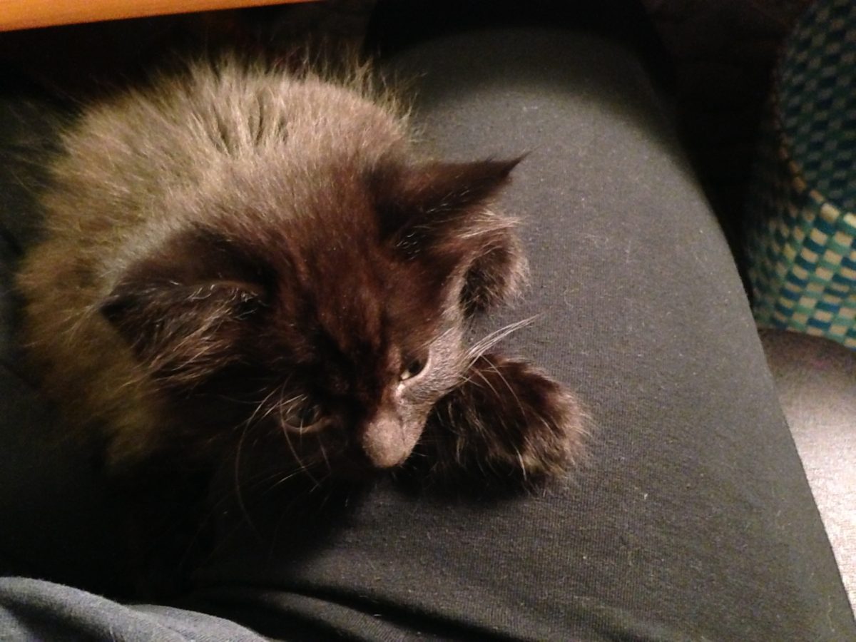 His slight grey highlights really come out here.