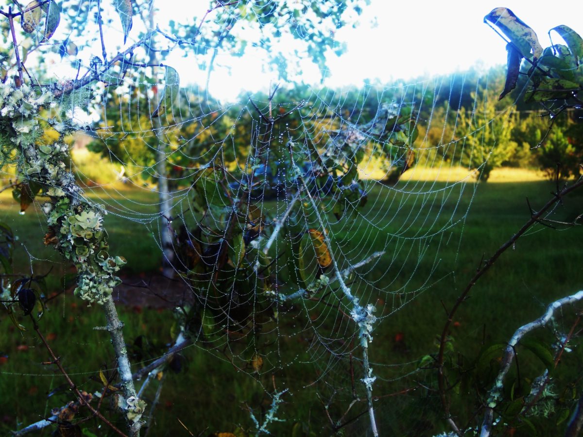 web